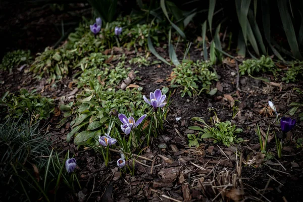 春天花园里生长着美丽精致的紫色花番红花 — 图库照片