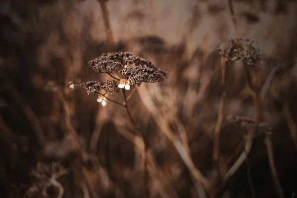 Belle Fleur Automne Dernier Sur Une Branche Sur Fond Brun — Photo