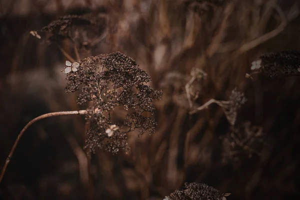 Mooie Herfstbloem Een Tak Een Bruine Achtergrond Tuin — Stockfoto