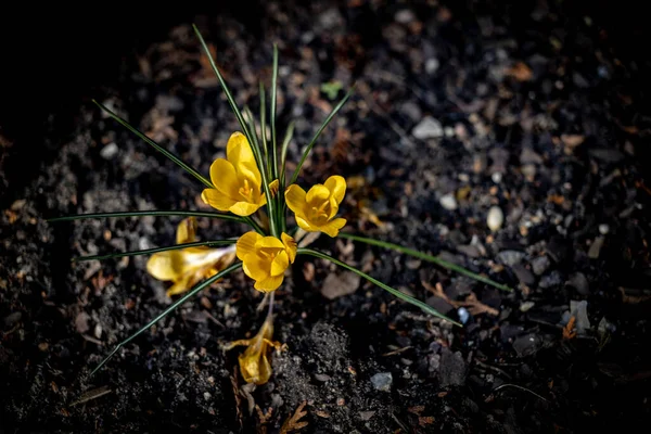 Krásná Jemná Žlutá Květina Krokus Rostoucí Jarní Zahradě — Stock fotografie