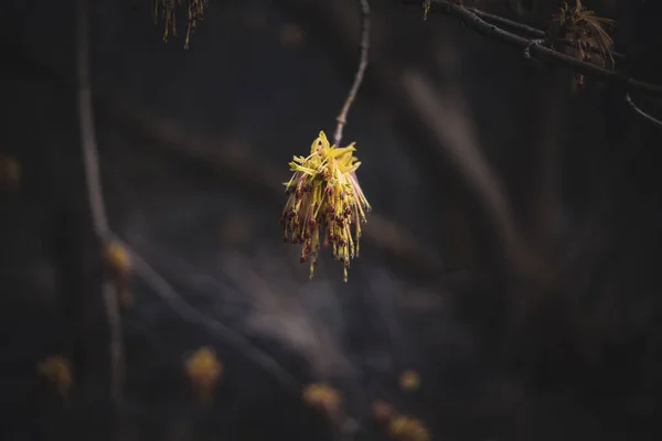 Красива Жовта Квітка Дерева Теплий Ранній Весняний День Темному Фоні — стокове фото