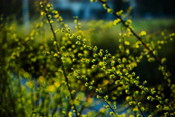 Hermoso Arbusto Primavera Con Hojas Frescas Delicadas Jóvenes Sol Caliente — Foto de Stock
