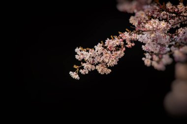 Siyah arka planda narin pembe çiçekleri olan güzel bir bahar ağacı.