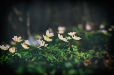 Güzel, narin bahar çiçekleri ormanda yeşil yaprakların arasında büyüyen şakayıklar.