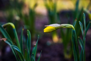 Güzel, zarif, sarı nergis çiçekleri baharın ilk ışıklarında bahçede yetişiyor.