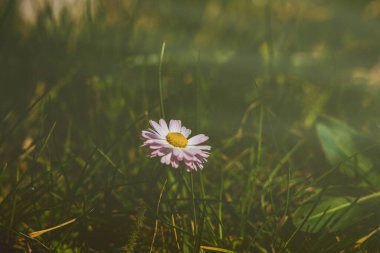 Güzel, narin bahar çiçekleri ormanda yeşil yaprakların arasında büyüyen papatyalar.