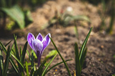 Bahar bahçesinde yetişen narin, mor bir çiçek.