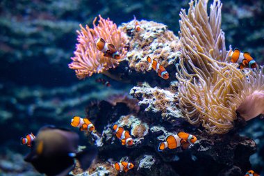 Hayvanat bahçesi akvaryumundaki doğal okyanus ortamında güzel renkli resif balıkları.