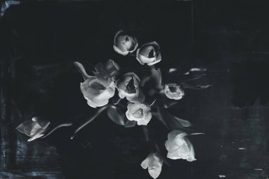 Orijinal monokrom zemin üzerinde güzel kırmızı narin bahar lalesi