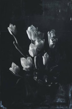 Orijinal monokrom zemin üzerinde güzel kırmızı narin bahar lalesi