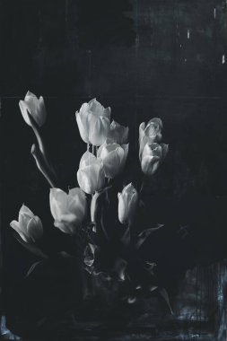 Orijinal monokrom zemin üzerinde güzel kırmızı narin bahar lalesi