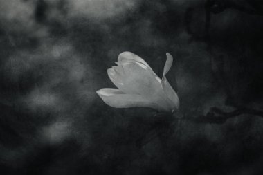 Güzel, narin, parlak manolya çiçekleri ılık güneş ışığında bahar ağacında.