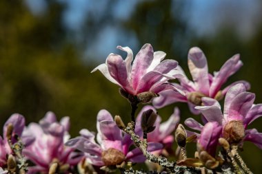Güzel, narin, parlak manolya çiçekleri ılık güneş ışığında bahar ağacında.