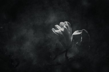 Güzel, narin, parlak manolya çiçekleri ılık güneş ışığında bahar ağacında.