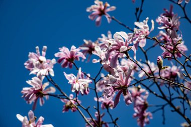 Güzel narin bahar manolyası mavi gökyüzünün arka planında bir ağaç dalında.