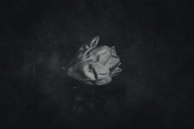 Güzel, narin, parlak manolya çiçekleri ılık güneş ışığında bahar ağacında.