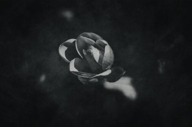 Güzel, narin, parlak manolya çiçekleri ılık güneş ışığında bahar ağacında.