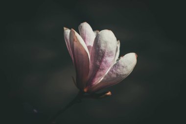 Güzel, narin, parlak manolya çiçekleri ılık güneş ışığında bahar ağacında.