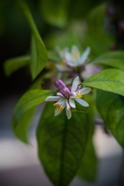 yeşil yaprakların arasında bir limon ağacının güzel beyaz narin çiçeği.