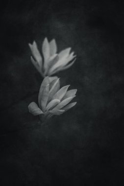 Güzel, narin, parlak manolya çiçekleri ılık güneş ışığında bahar ağacında.