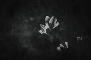 Güzel, narin, parlak manolya çiçekleri ılık güneş ışığında bahar ağacında.