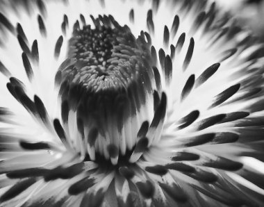 Beyaz-pembe papatya çiçeğinin özgün, özgün arka plan makrosu