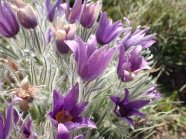 güzel narin bahar mor pask çiçekleri bahçede yetişiyor ılık güneş yeşil yaprakların arasında.