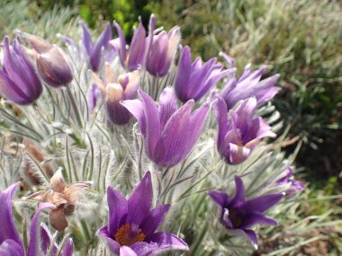 güzel narin bahar mor pask çiçekleri bahçede yetişiyor ılık güneş yeşil yaprakların arasında.