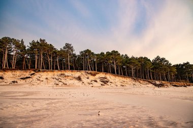 Baltık Denizi 'nde üzerinde büyük çam ağaçları büyüyen güzel beyaz kum tepeleri.