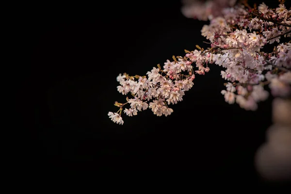 Bellissimo Albero Primaverile Con Delicati Fiori Rosa Sfondo Nero — Foto Stock