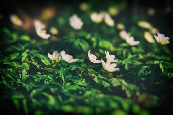 Hermoso Blanco Delicadas Flores Primavera Anémonas Creciendo Bosque Entre Follaje —  Fotos de Stock