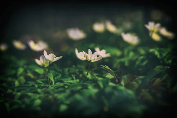 美しい白い繊細な春の花緑の葉の間に森の中で成長するイソギンチャク — ストック写真