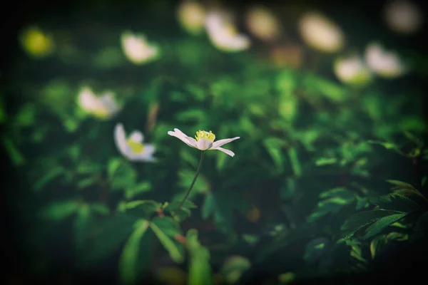 美しい白い繊細な春の花緑の葉の間に森の中で成長するイソギンチャク — ストック写真