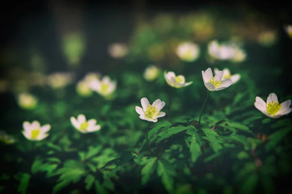 Krásné Bílé Jemné Jarní Květiny Sasanky Rostoucí Lese Mezi Zelenými — Stock fotografie