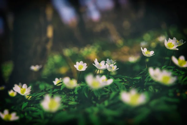 Krásné Bílé Jemné Jarní Květiny Sasanky Rostoucí Lese Mezi Zelenými — Stock fotografie