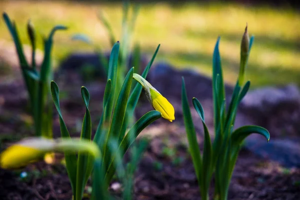 Hermoso Delicado Encantador Narcisos Amarillos Creciendo Jardín Sol Primavera Mañana —  Fotos de Stock