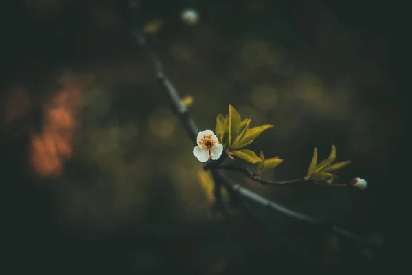 Gyönyörű Tavaszi Alma Fehér Finom Kis Virágok Meleg Napon — Stock Fotó