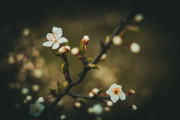 Schöner Frühlingsapfelbaum Mit Weißen Zarten Blüten Der Warmen Sonne — Stockfoto