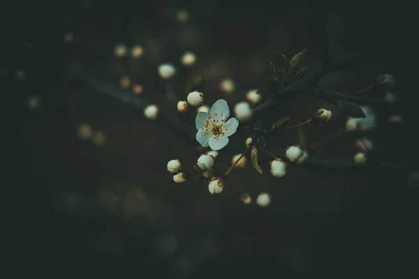 Piękne Wiosenne Jabłoń Białymi Delikatnymi Kwiatkami Ciepłym Słońcu — Zdjęcie stockowe