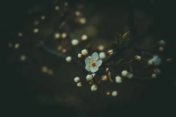 Schöner Frühlingsapfelbaum Mit Weißen Zarten Blüten Der Warmen Sonne — Stockfoto