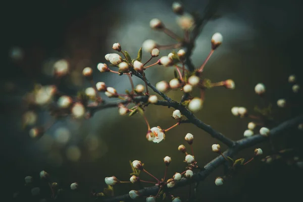 Schöner Frühlingsapfelbaum Mit Weißen Zarten Blüten Der Warmen Sonne — Stockfoto