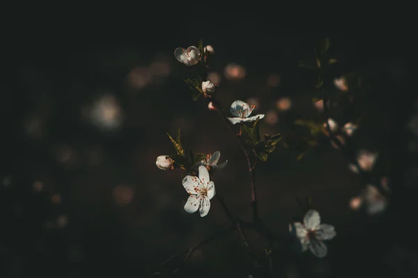 Schöner Frühlingsapfelbaum Mit Weißen Zarten Blüten Der Warmen Sonne — Stockfoto