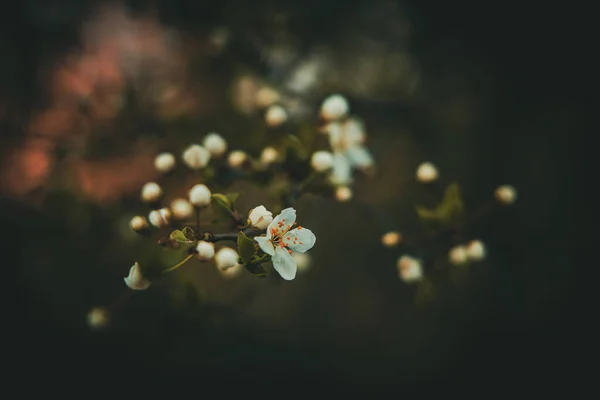 Schöner Frühlingsapfelbaum Mit Weißen Zarten Blüten Der Warmen Sonne — Stockfoto