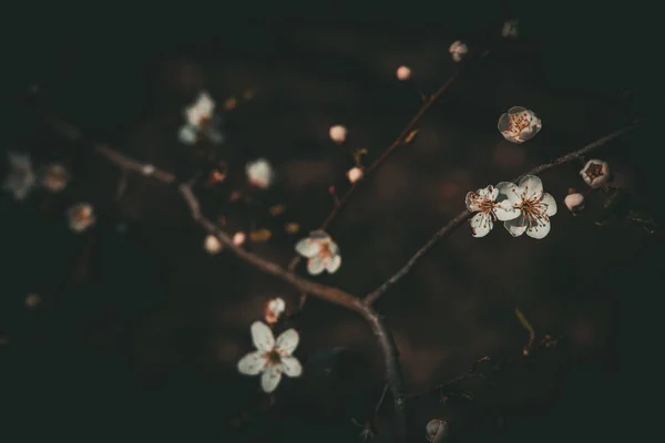 Vacker Vår Äppelträd Med Vita Fina Små Blommor Den Varma — Stockfoto