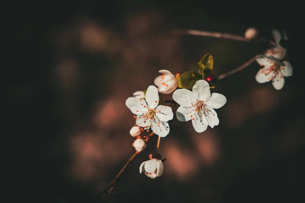 Όμορφη Ανοιξιάτικη Μηλιά Λευκά Ντελικάτα Λουλούδια Στον Ζεστό Ήλιο — Φωτογραφία Αρχείου
