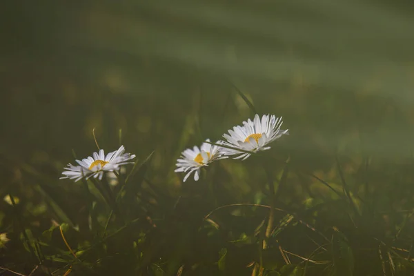 Hermoso Blanco Delicadas Flores Primavera Margarita Creciendo Bosque Entre Follaje —  Fotos de Stock