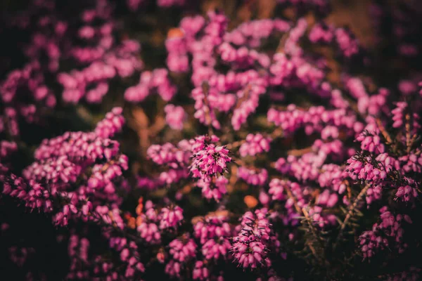 Hermosas Flores Rosadas Verano Jardín Soleado Primavera —  Fotos de Stock