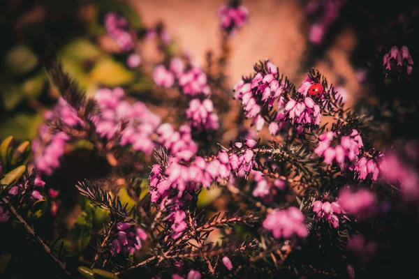 Hermosas Flores Rosadas Verano Jardín Soleado Primavera —  Fotos de Stock