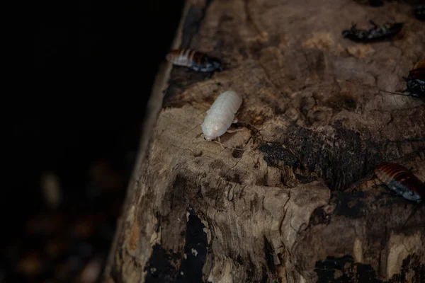 Gros Insectes Bruns Laids Qui Détestent Les Cafards Marchant Sur — Photo