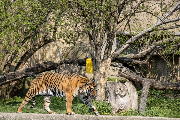 Belo Tigre Adulto Grande Andando Dia Primavera Zoológico Varsóvia Polônia — Fotografia de Stock